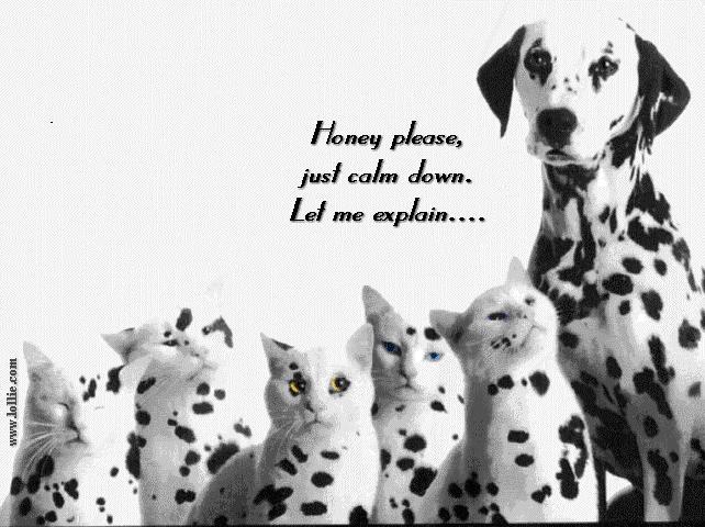 dalmation