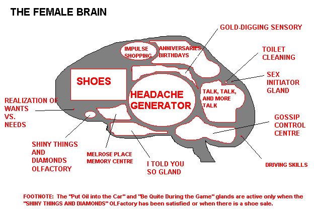 female brain