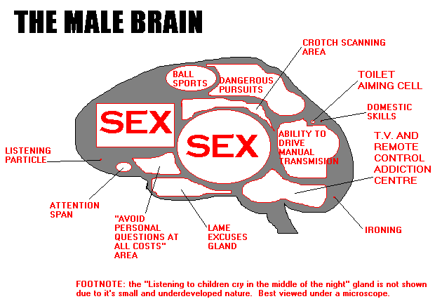 male brain